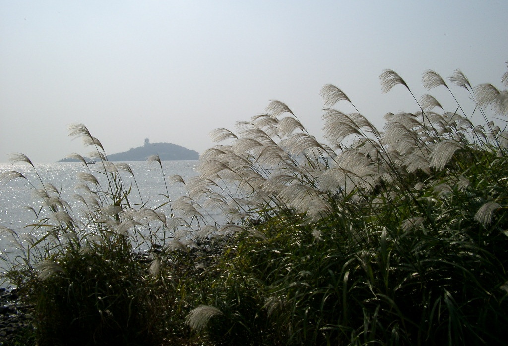 曹旭摄影欣赏：中秋芦花